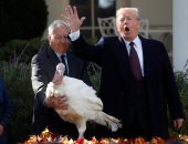 صور.. ترامب يعفو عن "ديك رومى" بمناسبة عيد الشكر فى ساحات البيت الأبيض