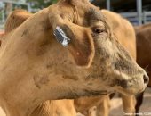 علماء أستراليون يطورون سوار لياقة بدنية مخصص للأبقار