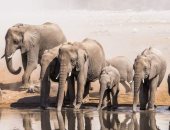 الفيضانات تجبر الفيلة البرية على دخول مناطق سكنية فى إندونيسيا