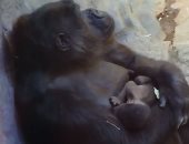 شاهد.. ولادة غوريلا نادرة فى حديقة الحيوان بموسكو