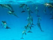 صور.. البحر الأحمر أغنى البحار فى التنوع البيولوجى.. "عالم آخر تحت الماء"