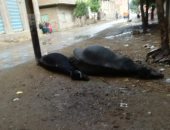 مزارع بعد صعق مواشيه بسبب الأمطار بالشرقية: أطالب المحافظ بالتعويض