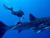 علماء الأحياء يعثرون على نوع جديد من الحيتان القاتلة