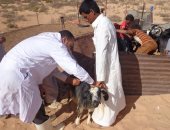 تحصين 40 ألف رأس ماشية ضد مرض طاعون المجترات الصغيرة بمطروح