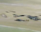 فيديو.. اعرف سر قتل 70 "حوت طائر" فى جزيرة ستيوارت النيوزيلندية
