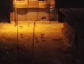 قارئ يشكو انتشار الكلاب الضالة بمنطقة المساعيد بشمال سيناء