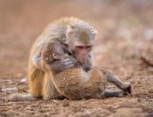 "أمومة القرود" فى صورتين.. مشهد يكشف حنان وعاطفة الحيوانات لم تشاهده من قبل