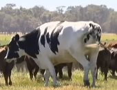 تحليل استخدام مكمل غذائى مشتق من الأبقار للوقاية من الآثار الجانبية لـ كورونا