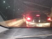 قارئ يشكو سوء حالة الطريق بمدخل نفق الدائرى الزراعى فى اتجاه الإسكندرية