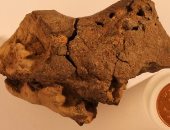 بعد اكتشاف أدوات جزائرية عمرها 2 مليون سنة.. خبير آثار: ليس شرطا أنها من صنع الإنسان