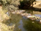 اضبط مخالفة.. تراكم الحيوانات النافقة أمام محطة بهواش البحارى بالمنوفية