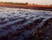 صور.. انطلاق زراعة القمح الجديد بأسوان.. والمزارعون يتطلعون لمضاعفة الإنتاجية