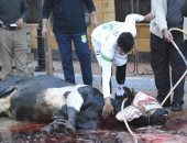 ذبح ''عجل'' من لاعبى الاتحاد السكندرى بعد التأهل لدور الـ8 بالبطولة العربية