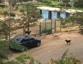 شكوى من انتشار الكلاب الضالة بشارع مختار الجندى فى مصر الجديدة