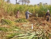 وزراء الرى والتموين والزراعة يناقشون تطوير زراعة قصب السكر باستخدام الرى الحديث
