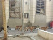 شكوى من إنتشار كلاب ضالة داخل حرم كلية الهندسة بالمطرية