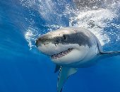 دراسة أسترالية: التغير المناخى يؤثر على طريقة سباحة أسماك القرش