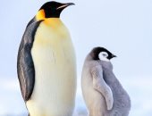 نصف طيور البطريق قد تموت خلال 80 سنة إذا استمر ذوبان القطب الجنوبى