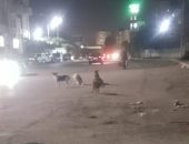 قارئ يشكو من انتشار الكلاب الضالة بمنطقة عمارات رابعة بمدينة نصر