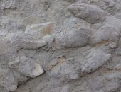 عمرها 145 مليون سنة.. الصدفة تكشف حفريات دنياصورات طول خطوتها  2 سم فقط