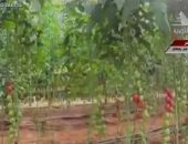 نائب غرفة الخضراوات: مشروع الصوب الزراعية بشرة خير لمصر