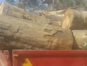 قارئ يطالب بوقف مذبحة أشجار عملاقة بقرية بهنباى بالزقازيق 