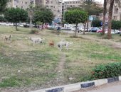قارئ يشكو انتشار الكلاب الضالة بشارع سيد زكريا خليل شيراتون