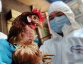 بعد رصد طيور مصابة بالأنفلونزا.. نصائح للوقاية من H7N9