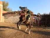 ذات الـ15 عام.. الرقص بالخيول يحول عبير لنجمة أفراح "بلقاس"