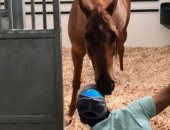 ولى عهد دبى يستعرض مهارات خاصة لحصانه.. فيديو وصور