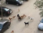 قارئ يشكو من انتشار الكلاب الضالة بشوارع زهراء مدينه نصر