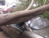 صور.. سقوط شجرة ضخمة على سيارة أمام وزارة الزراعة بالدقى بسبب الطقس السئ