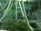 صور.. حديقة حيوان موسكو توزع بقايا أشجار عيد الميلاد على الحيوانات.. يا ترى ليه؟