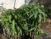 تعرف على أسعار شتلات الفاكهة مخفضة السعر بزراعة الوادى الجديد "صور" 