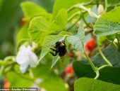 دراسة تكشف: الزهور  تستمع إلى طنين النحل وتستجيب له برحيق أكثر حلاوة