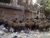 قارئ يشكو انتشار القمامة امام مدرسة بشبرا الخيمة