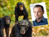 "الشمبانزى فى تنزانيا".. قضية جديدة تشغل ليوناردو دى كابريو "فيديو وصور"