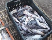 صور.. "تموين الأقصر" تطرح أسماك طازجة لبيعها للمواطنين بأسعار مخفضة