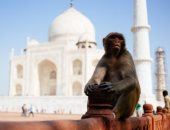 قرود تهاجم تاج محل فى الهند والشرطة تطاردهم بالنبال