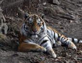 بعد إصابتها بكورونا.. تحسن حالة أسود ونمور فى حديقة حيوانات واشنطن (فيديو)