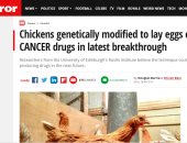 ميرور البريطانية: علماء يطورون دجاج معدل وراثياً لوضع بيض يحتوى على أدوية سرطان