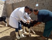 بدء الحملة القومية لتحصين الماشية ضد الحمى القلاعية والوادى المتصدع 2 فبراير بمطروح