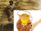 "كنوز ترى طريقا للنور".."الزراعة" تعلن ارتفاع مساحات الكتان لـ25 ألف فدان.. "المحاصيل الحقلية": يحد من استيراد زيوت الطعام ويوفر احتياجات الغزل والنسيج ويستخدم فى صناعة أوراق "البنكنوت" والدواء والخشب الحبيبى