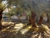 بحوث الصحراء: تطوير الزراعة في سيوة لمواجهة التحديات البيئية وتحقيق الاستدامة