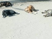 صور.. شكوى من انتشار الكلاب الضالة فى أطلس مدينة السلام بالقاهرة