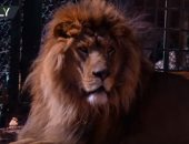 شاهد.. محمية فى الأردن تحتضن حيوانات مفترسة هربت من الحروب