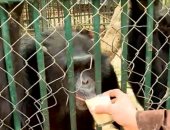 الشمبانزى "البرنس" يستقبل زوار حديقة الحيوان بالبطيخ.. فيديو