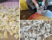 صور .."الزراعة" تحاصر "الفئران" بـ19 محافظة.. حملة قومية لمكافحتها لحماية سنابل القمح.. هدفها تقليل الفاقد من الحبوب.. و"مكافحة الآفات":  تجهيز الطعوم والعمل مستمر حتى 15 ماررس المقبل بـ 1.2 مليون فدان