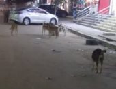 شكوى من انتشار الكلاب الضالة بشارع سهل حمزة فى الجيزة
