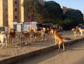 صور.. الكلاب الضالة تنتشر بشوارع الإسماعيلية.. والطب البيطرى تكثف الحملات